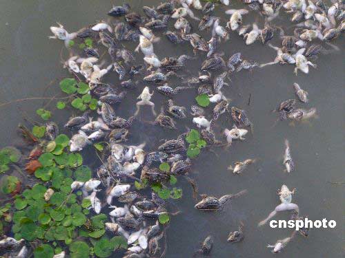 江苏金湖县城后三河漂浮数千只死青蛙