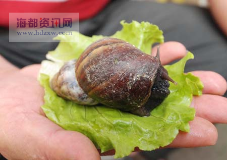 非洲大蜗牛惊现榕城街头_福州新闻网