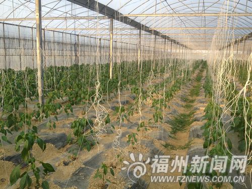 福清台湾农民创业园引进新品种 农业观光游兴