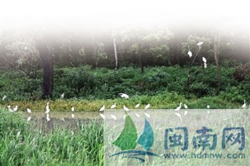 漳浦一村庄自发设保护区 三千人口拥有白鹭3万