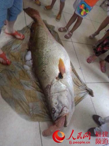连江渔民捕获160斤野生黄瓜鱼　总价可达400万元