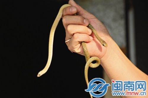 青灰草花蛇孵出金黄小蛇 可能与食物和光照有